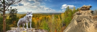 PN0001 Хаски-min PN0001 Хаски-min